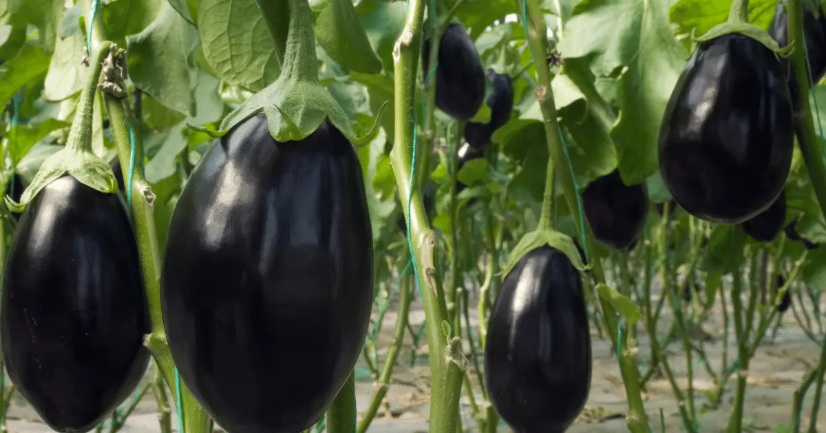 Eggplant