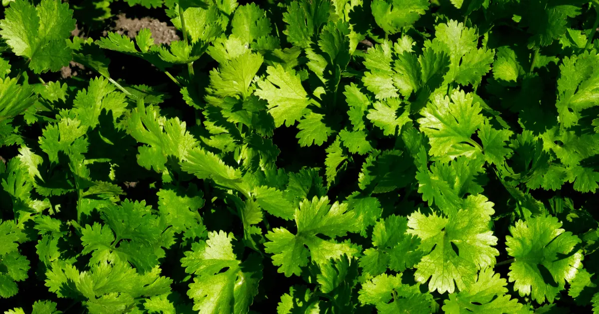 Cilantro