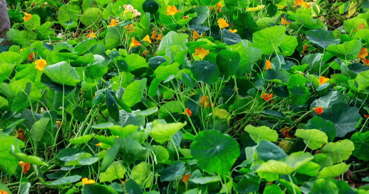 Nasturtiums