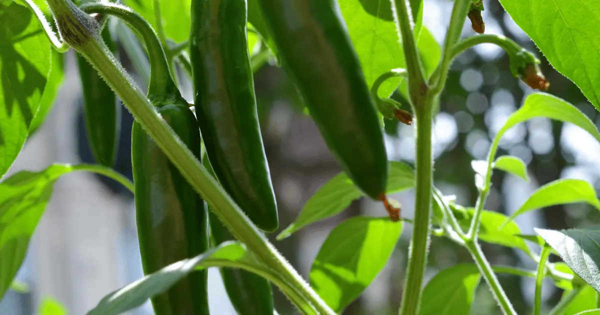 Jalapeno