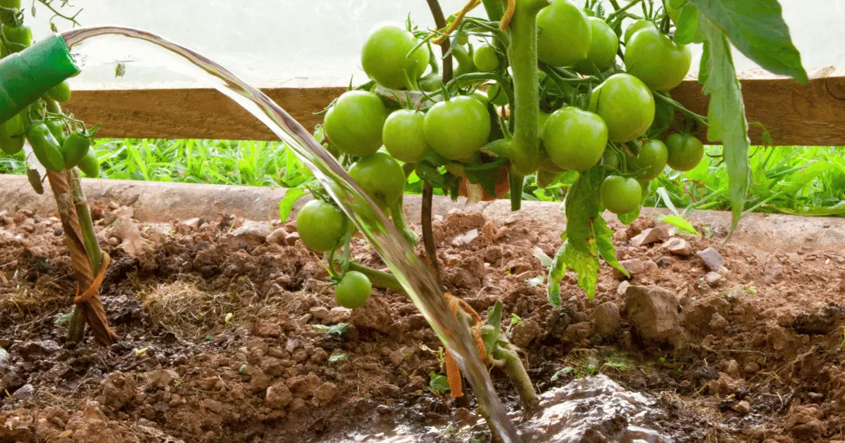 Watering Tomato Plant