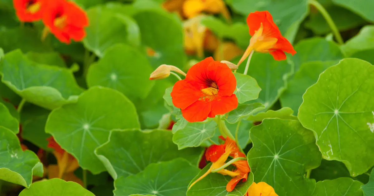 Nasturtiums