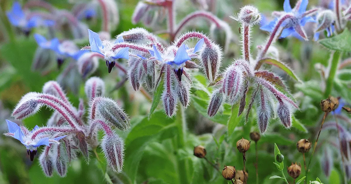 Borage