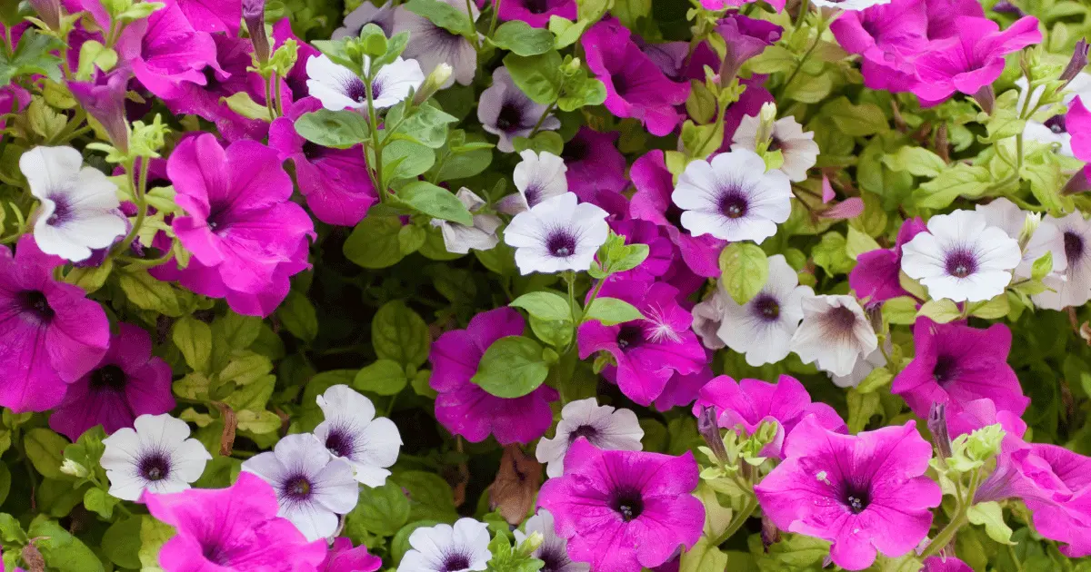 Petunias