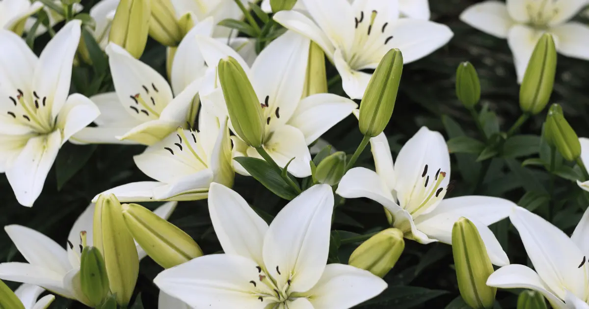 White Lilies bloom