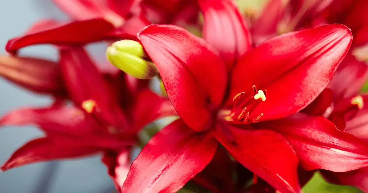 Blooming Red Lily Plant