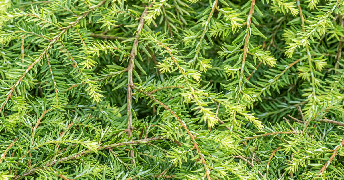 Canadian Hemlock