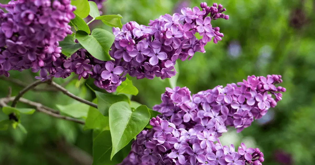 Common Purple Lilac