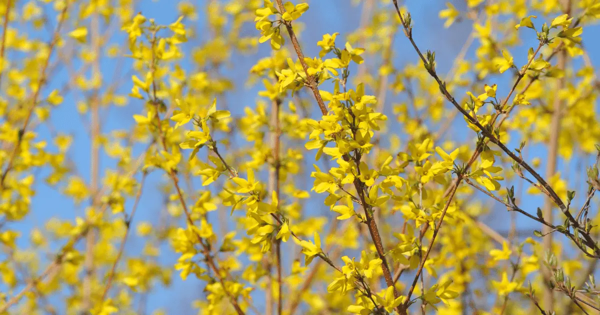 Forsythia