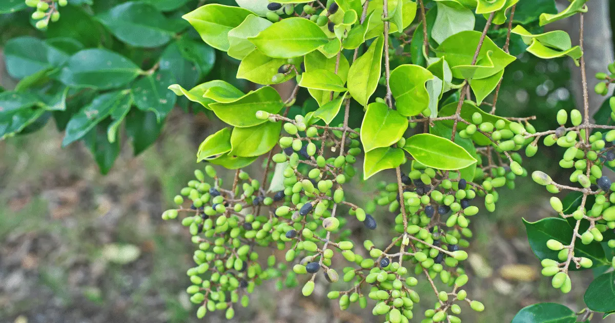 Ligustrum japonicum Texanum