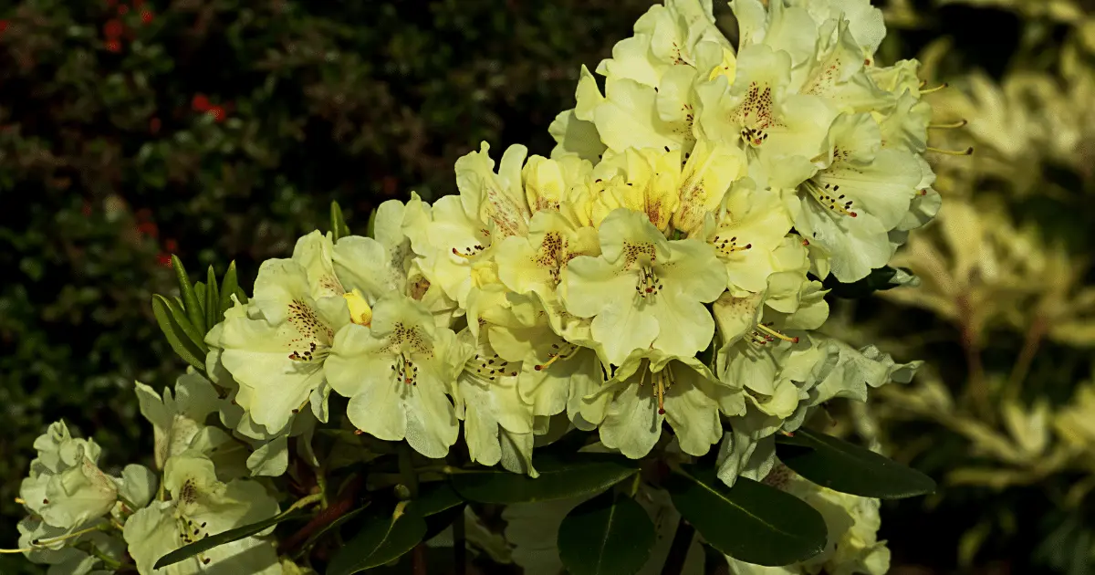 Lemon Lights Azalea Shrub