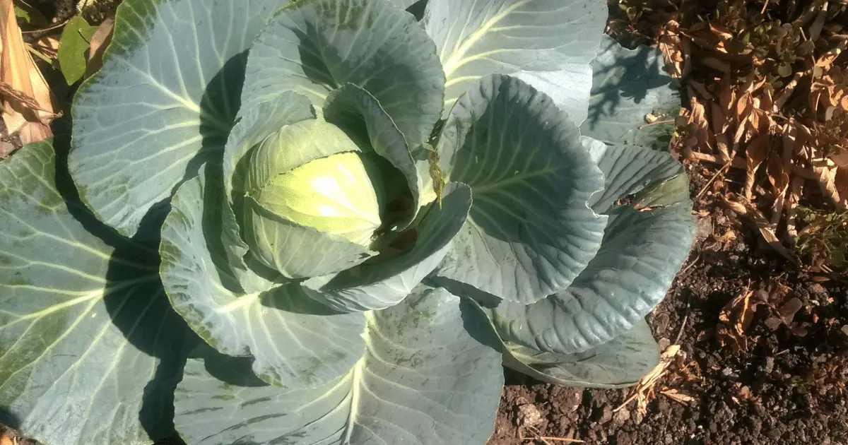 Cabbage 