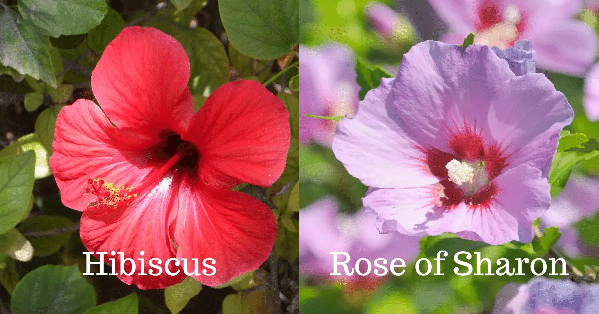 Rose of Sharon and Hibiscus