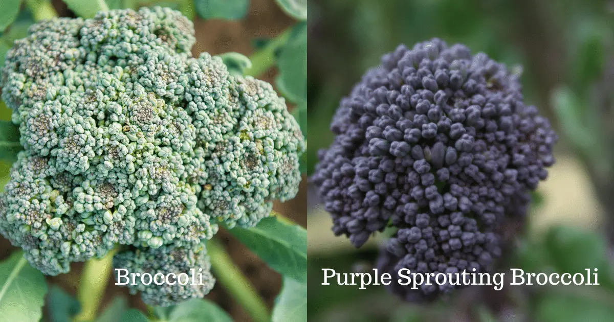 Purple Sprouting Broccoli and Broccoli