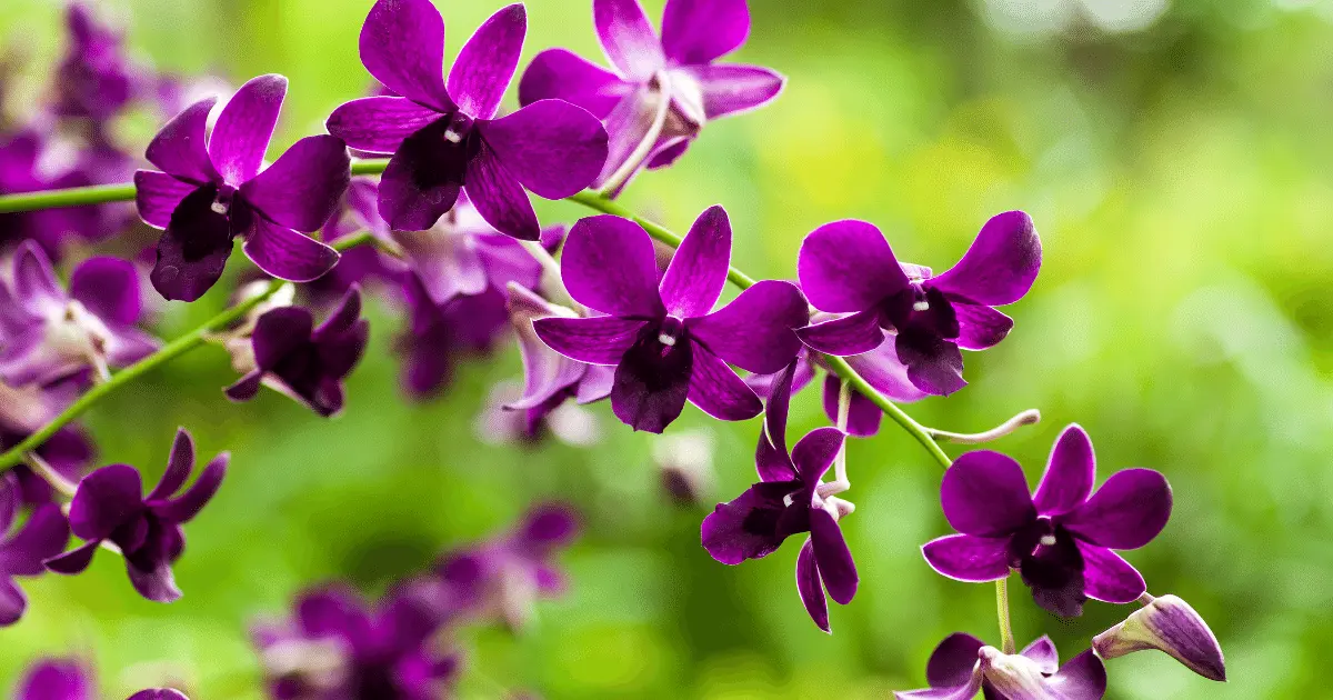 Purple Blooming Orchid
