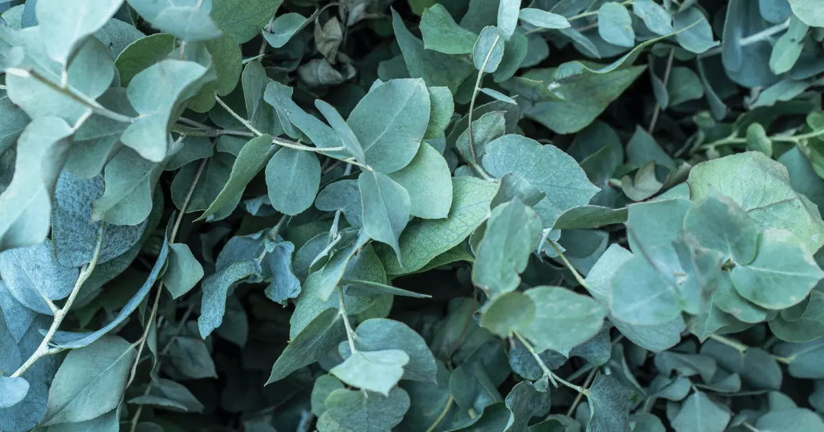 Eucalyptus Plant