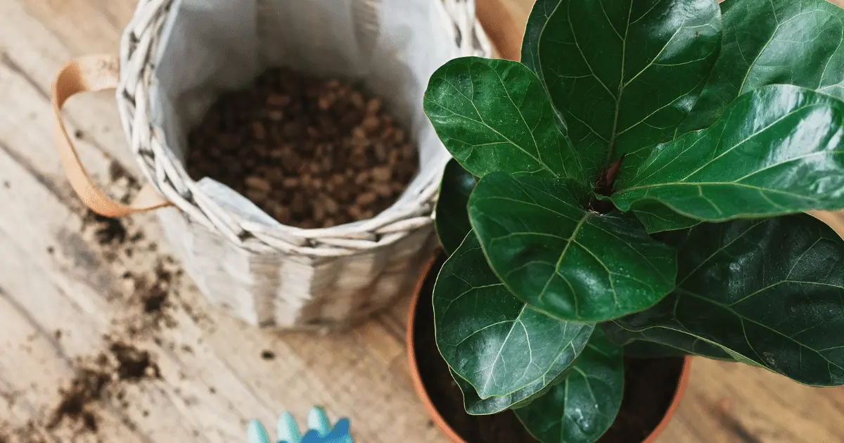 Propagating Fiddle Leaf Figs