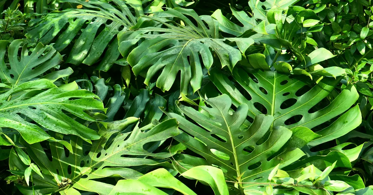 Monstera Leaves