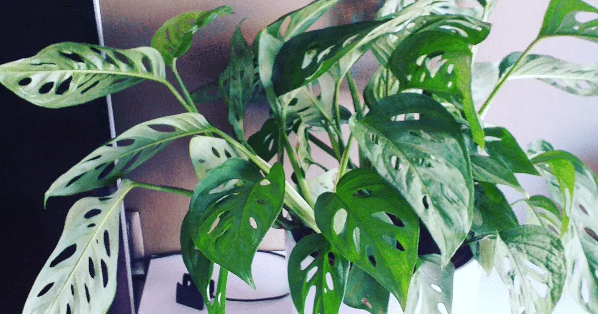 Variegated Adansonii: A Stunning Houseplant for Your Collection – Self ...