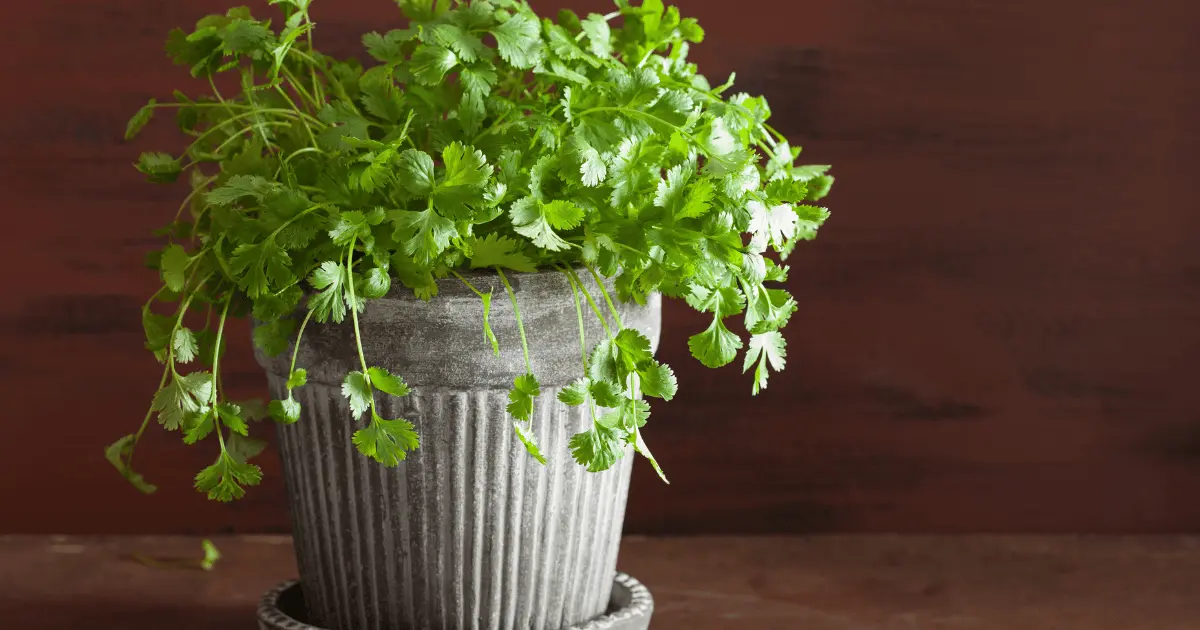 Growing Cilantro in a Pot