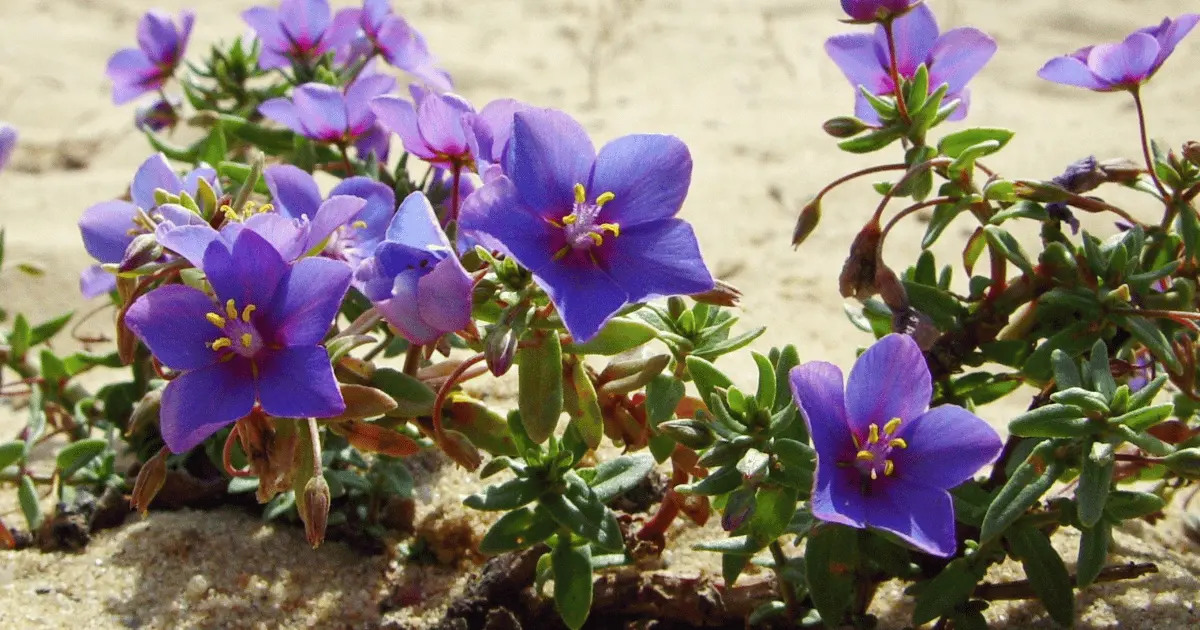 How to Multiply African Violets in 5 Simple Steps