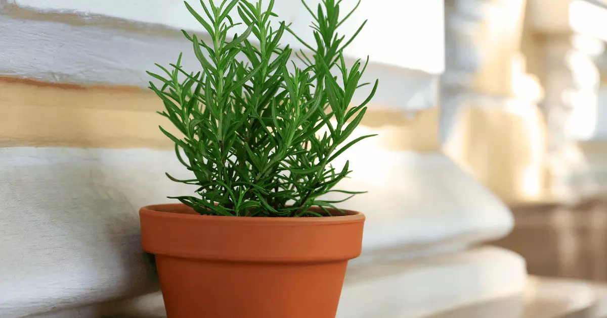 Grow Rosemary In A Pot