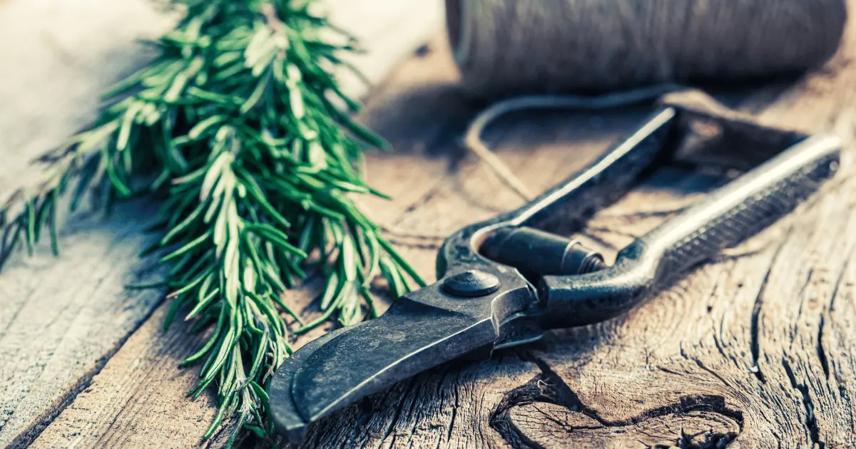 Pruning Scissors and Rosemary
