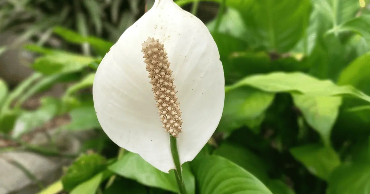 Peace Lily Grown Outside