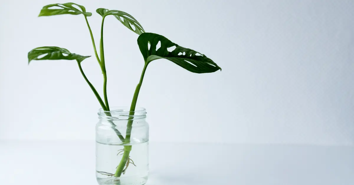 Monstera Plant in Water