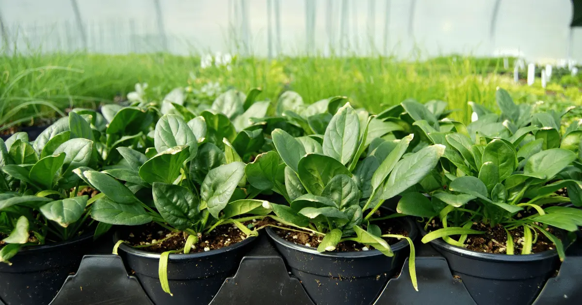 Spaced Spinach Plant