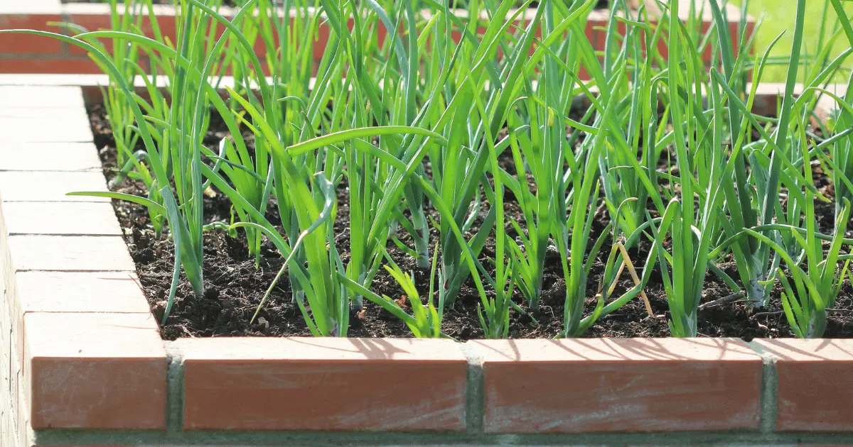 Onion in Raised Bed