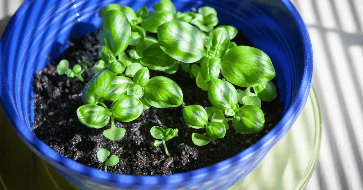Spacing Basil in Containers