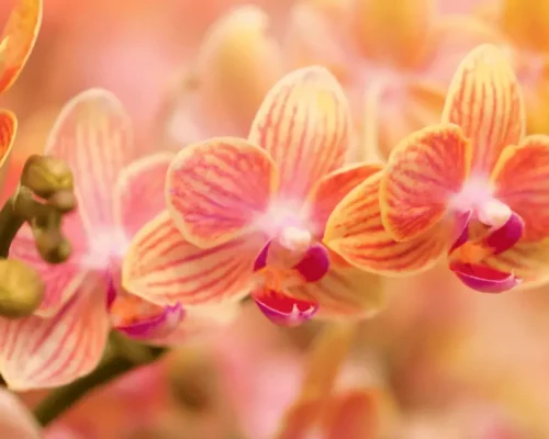 Moving Your Orchid: How to Transplant with Confidence