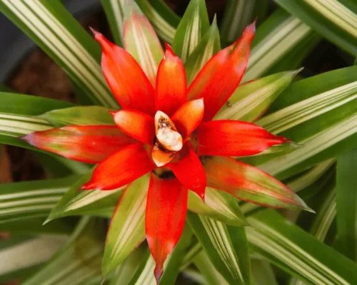Expanding Your Bromeliad Garden: Tips for Successful Propagation