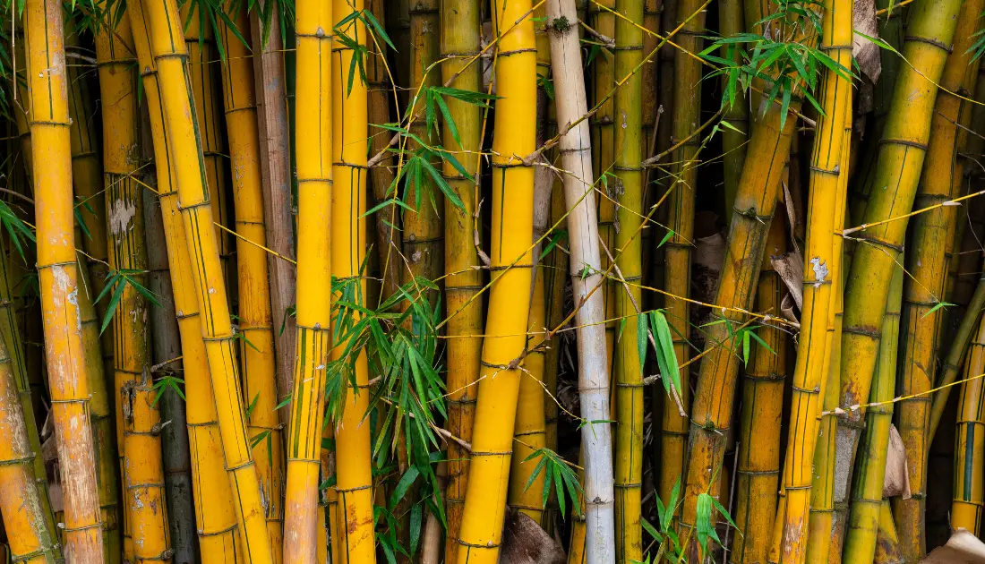 Yellow bamboo plant 