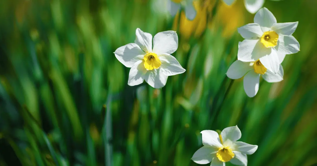 White Blooming Daffodils