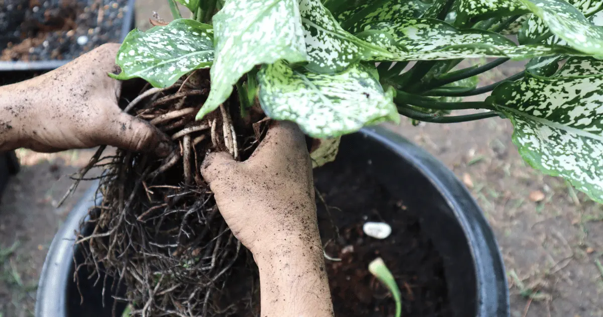 Rotting Chinese Evergreen Plants in Pot