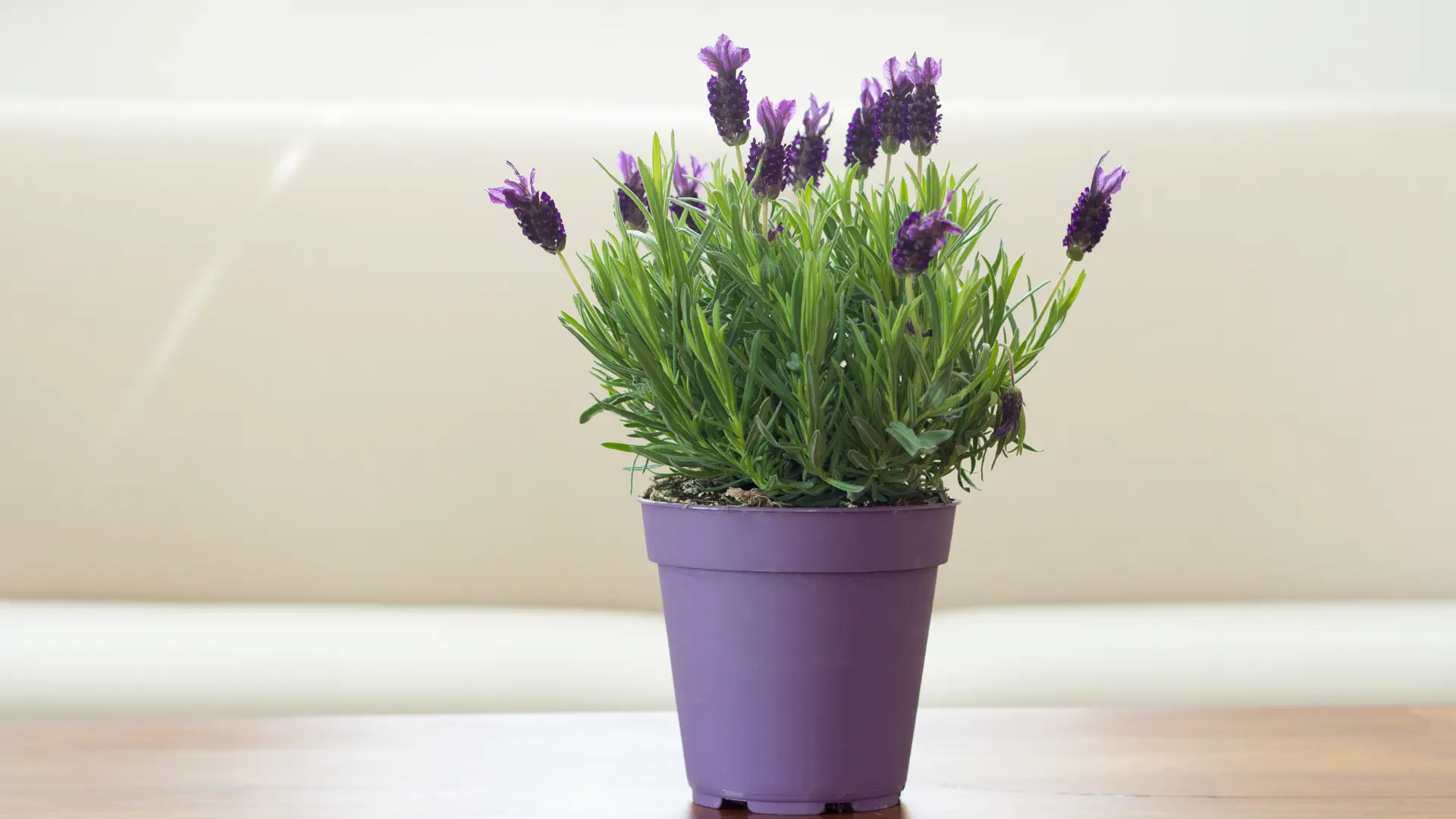 Lavender Plant in pot