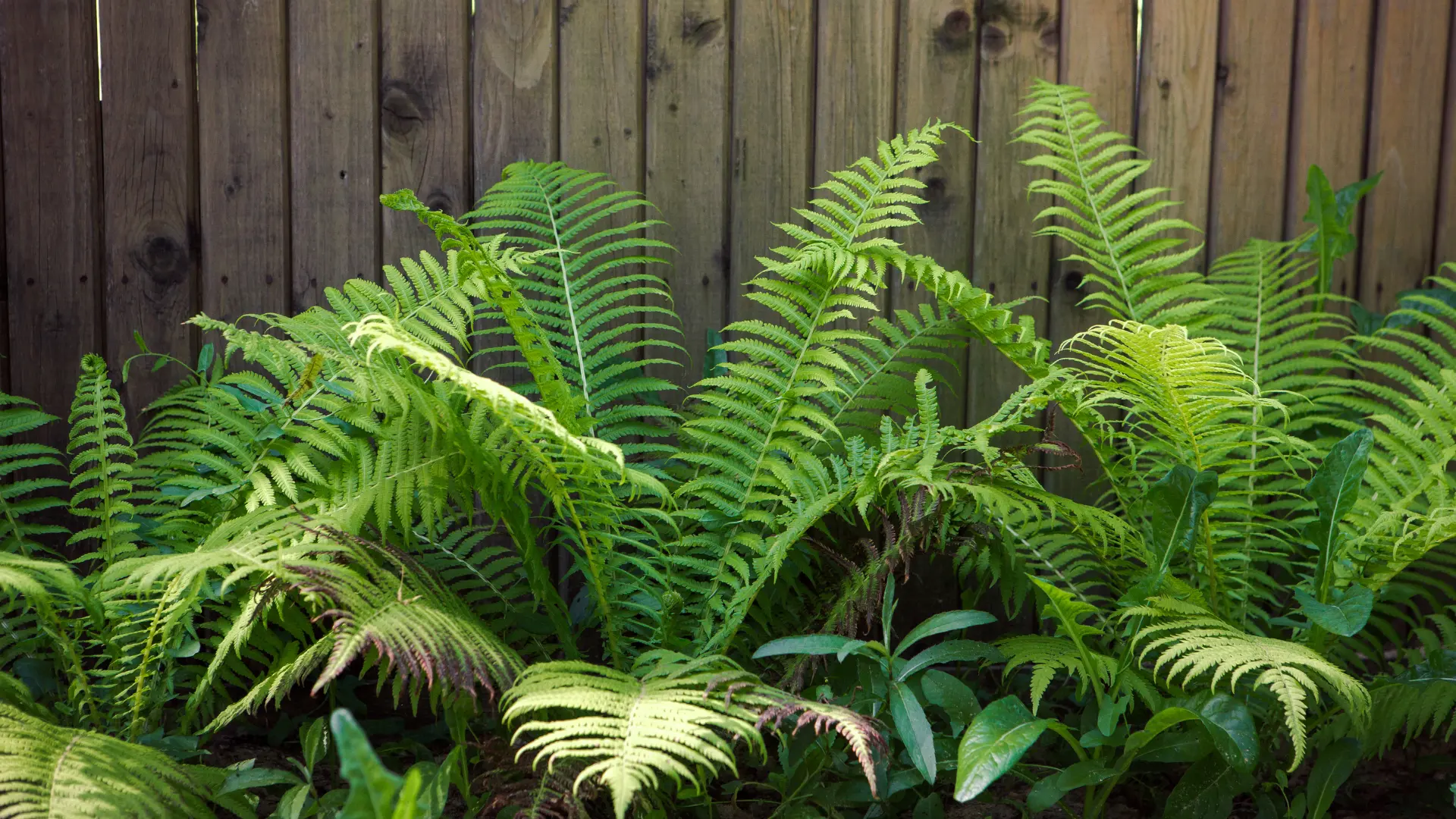 outdoor fern plant