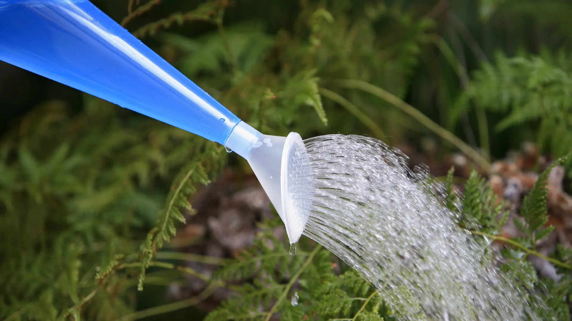 Watering fern