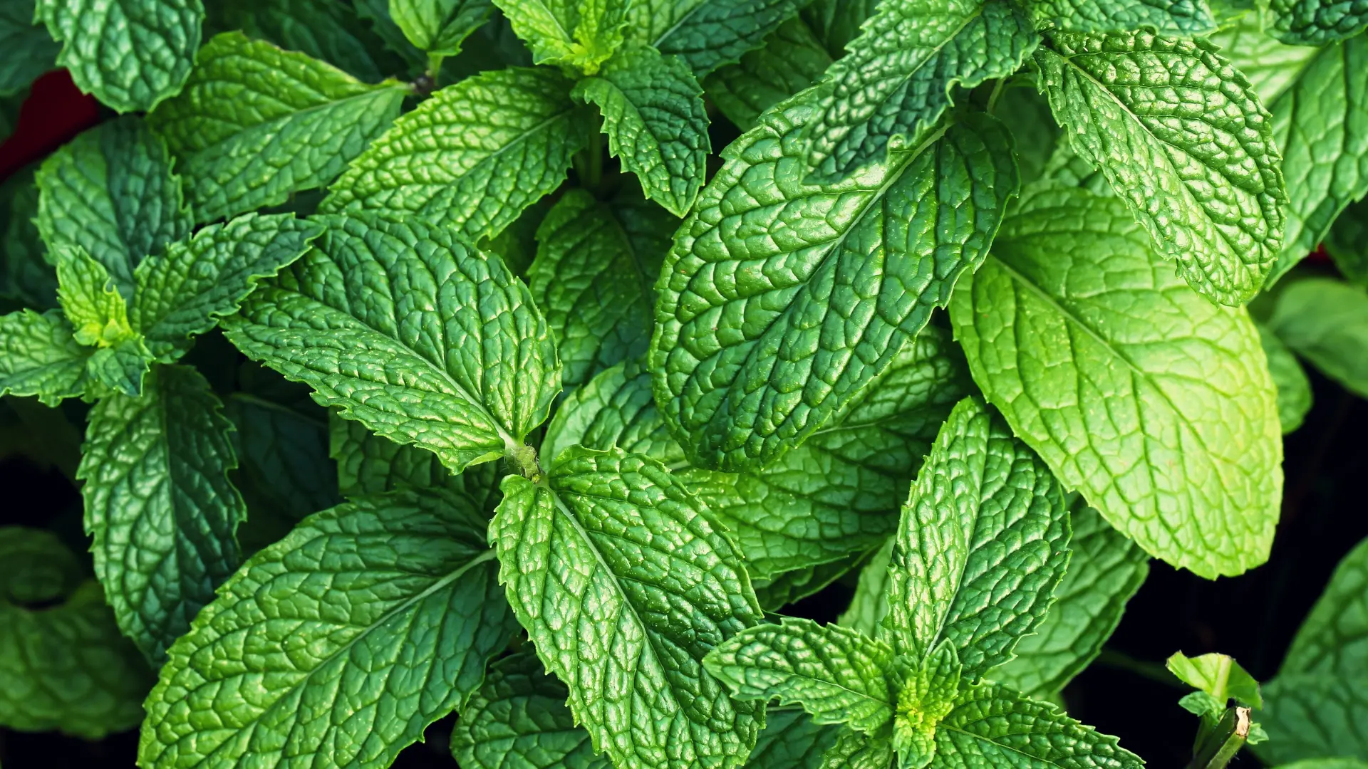 Mint plant