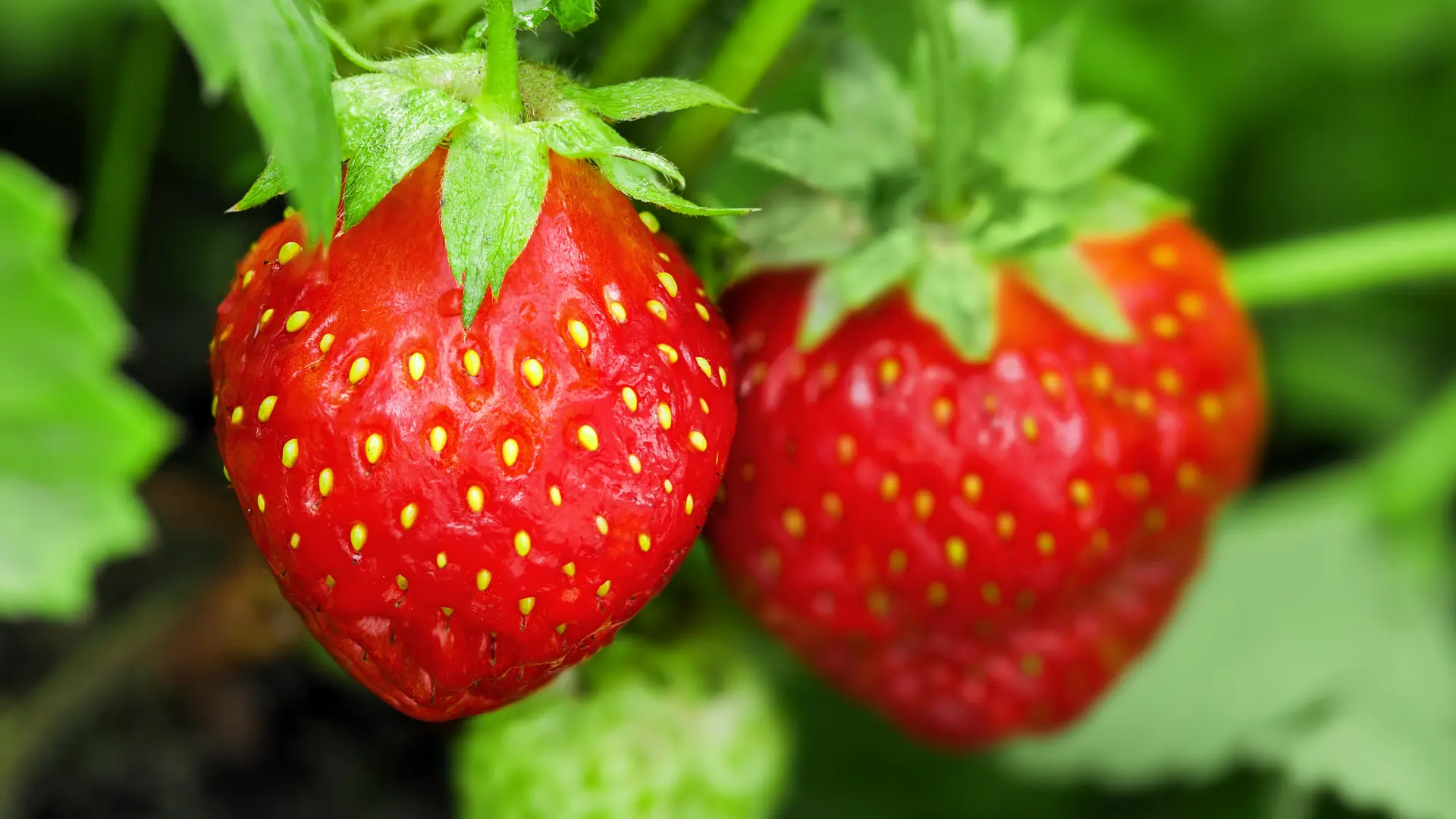 Healthy strawberries