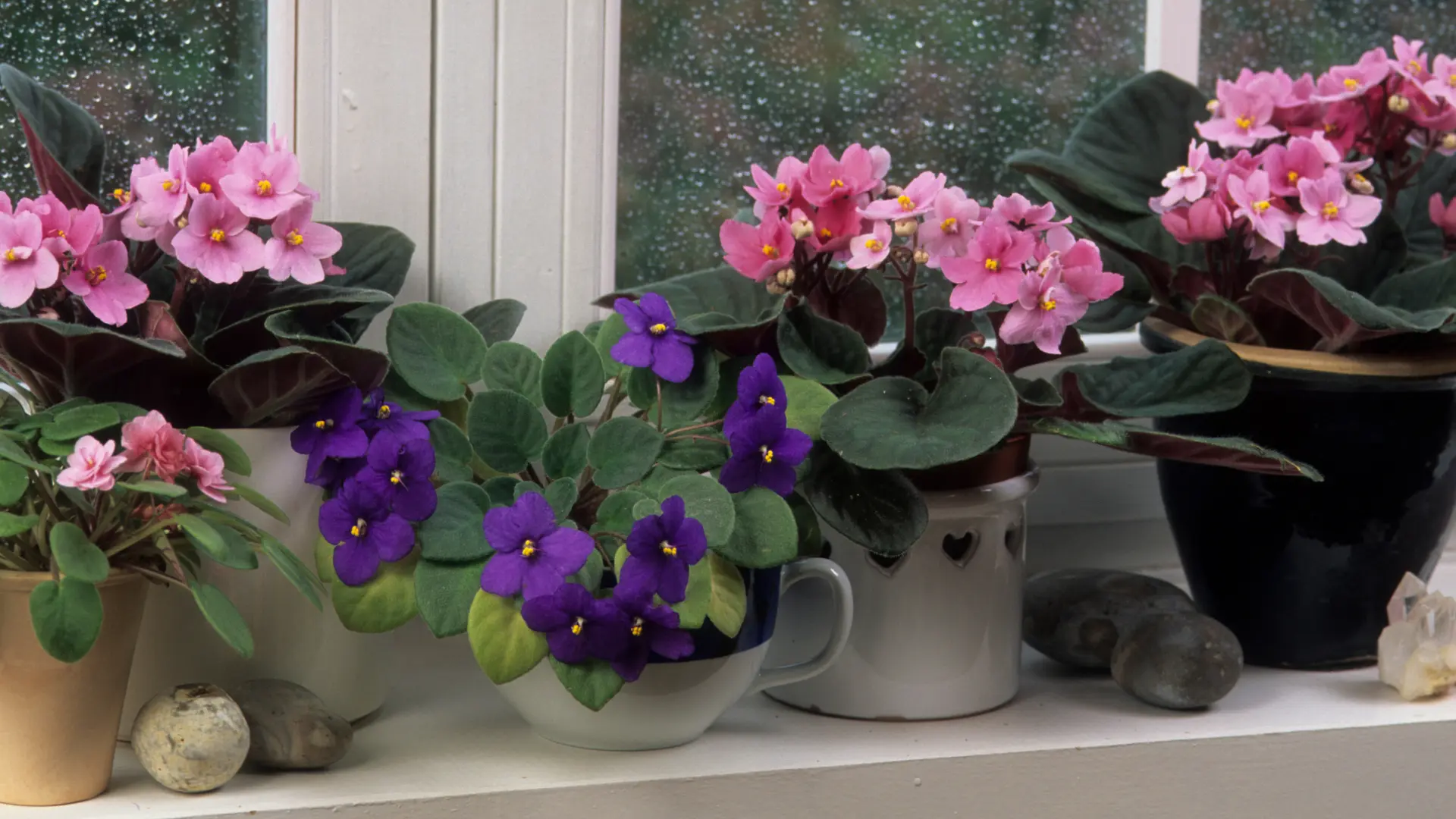 Pink and purple African Violets