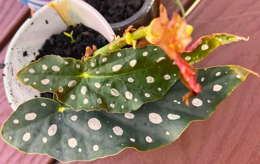 Polka dot Plants Stem Cuttings