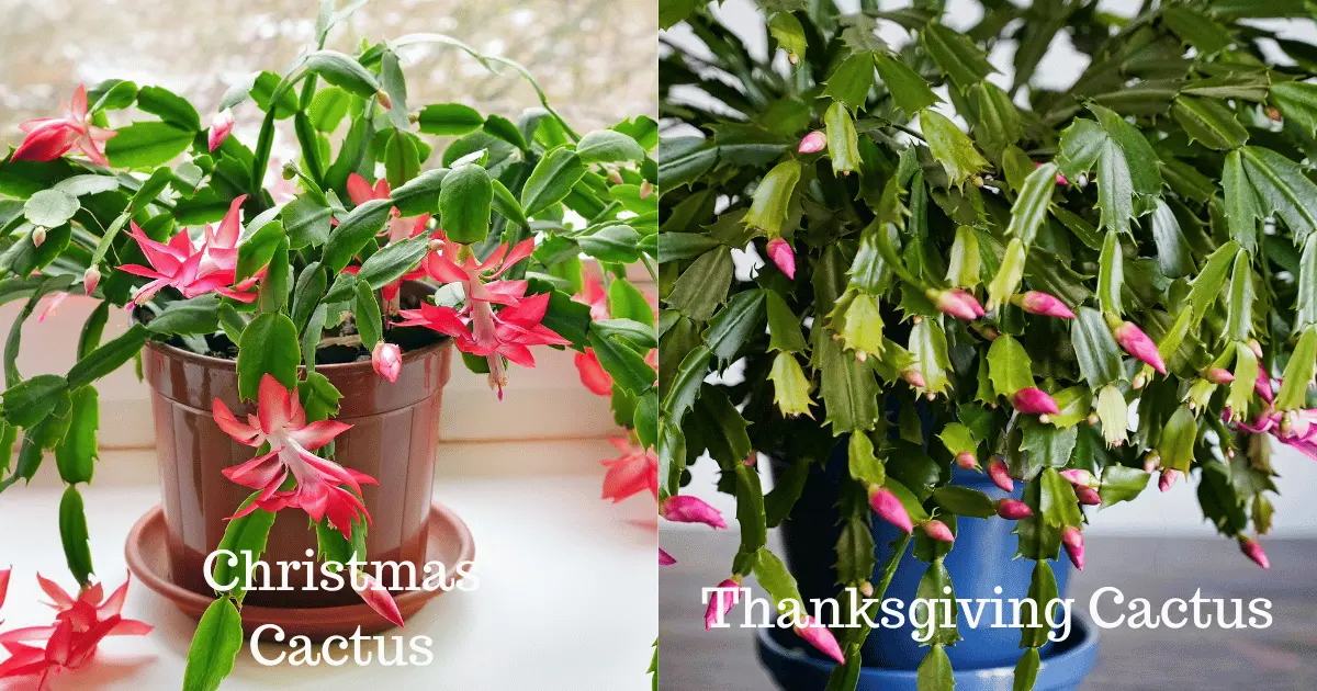 Christmas and Thanksgiving Cactus