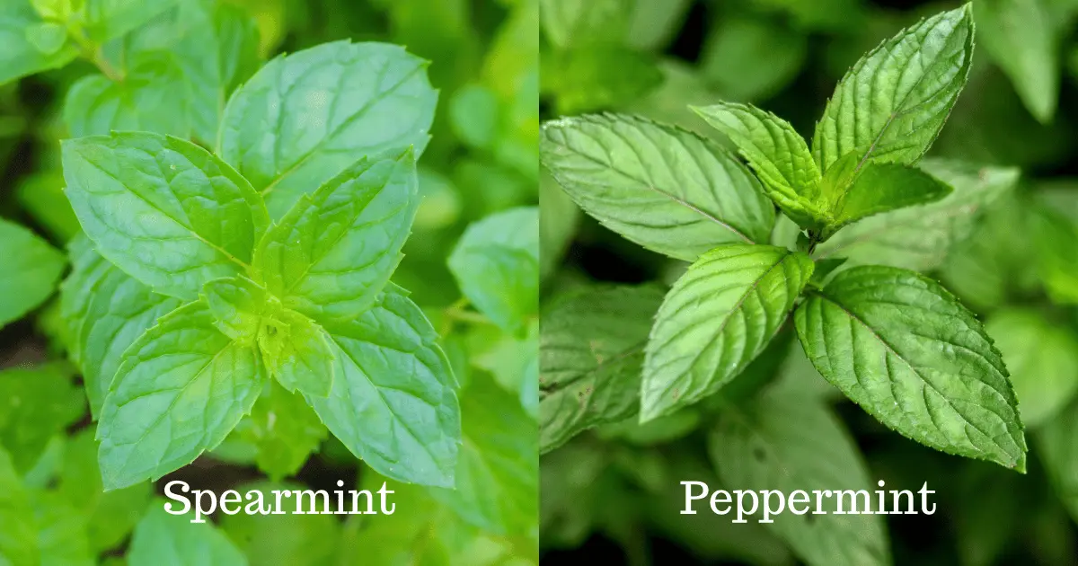 Spearmint and Peppermint