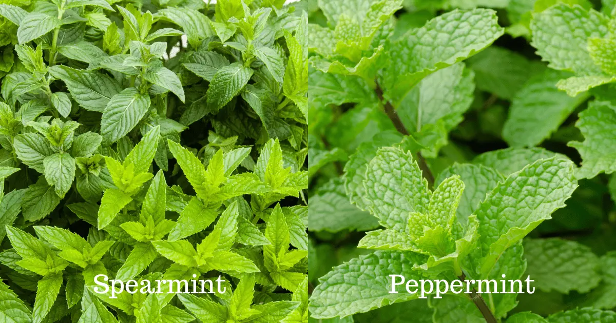Spearmint vs Peppermint