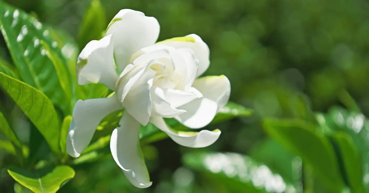 White Gardenias