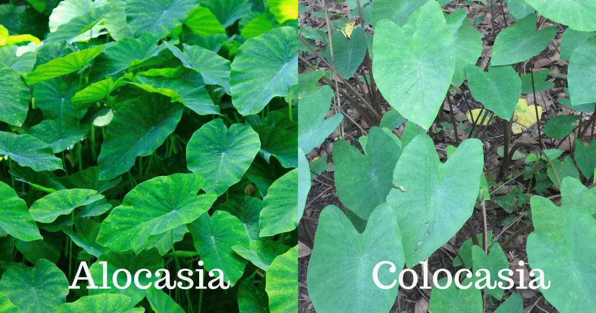 Alocasia and Colocasia