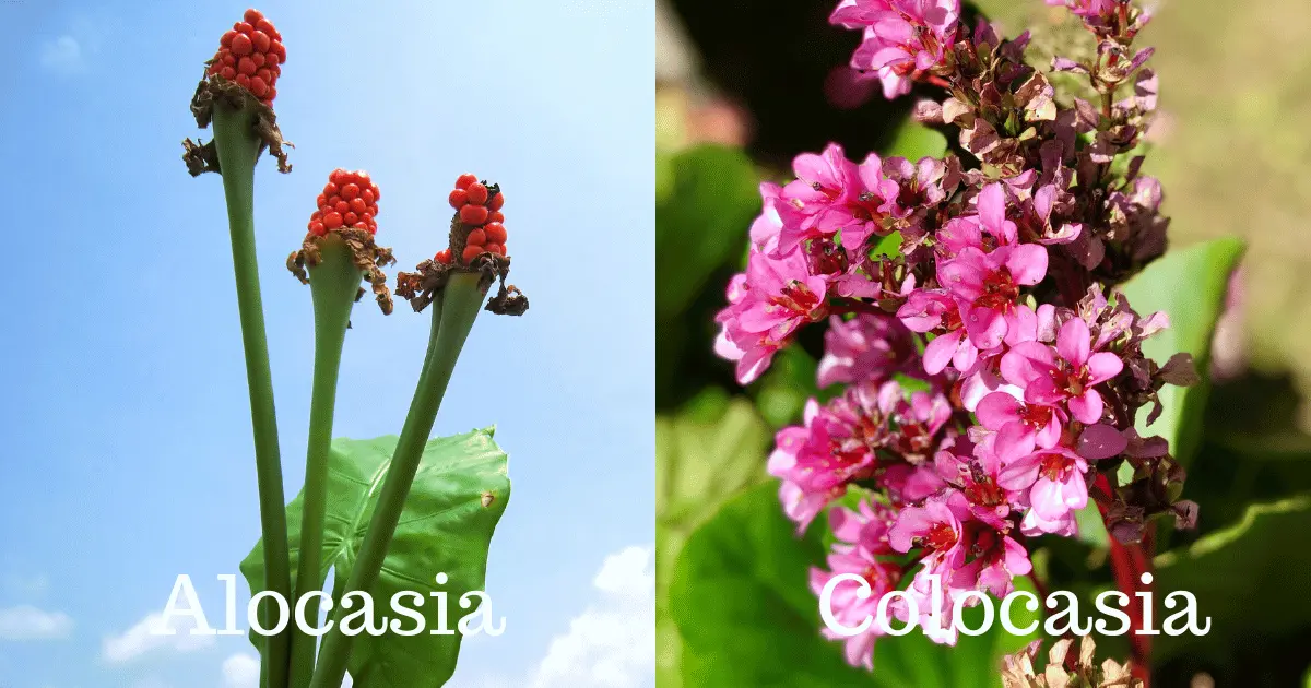 Alocasia and Colocasia Flowers